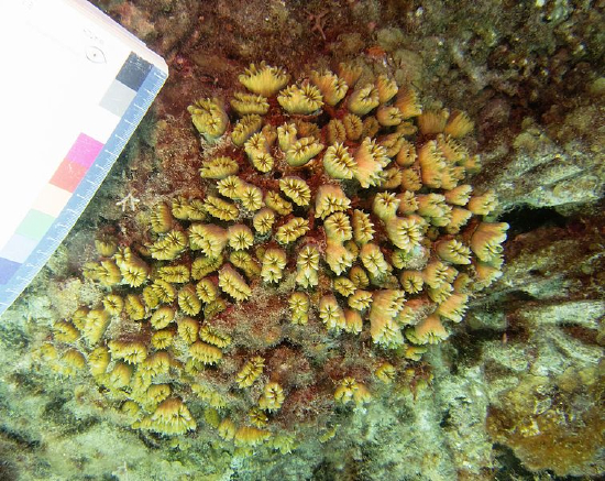  Eusmilia fastigiata   (Smooth Flower Coral)